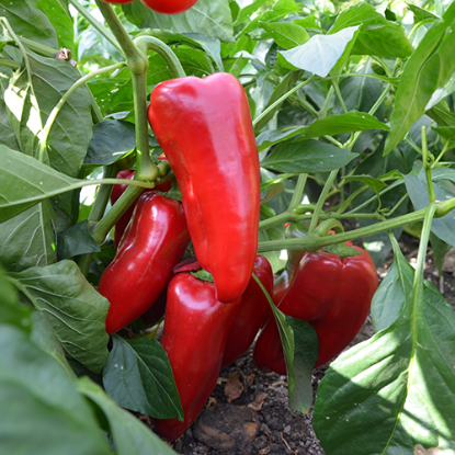 Poza cu Rasaduri de Ardei Kapia Kaptur F1