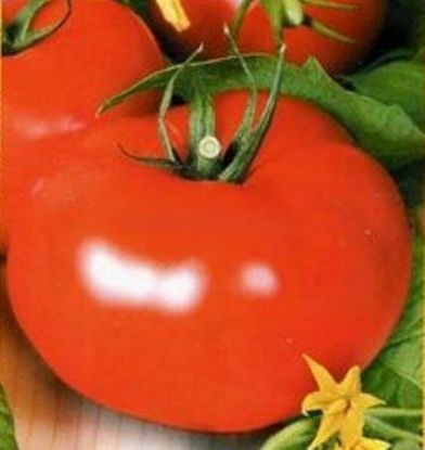 Rasaduri de rosii Antalya F1 ( hibridul imbunatatit )