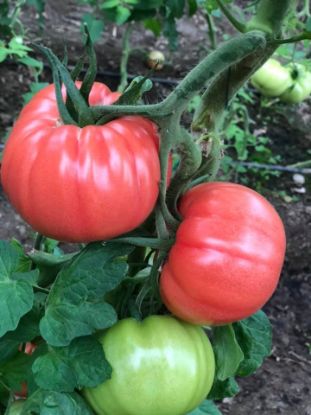 Rasaduri de rosii roz crete Leroxy F1