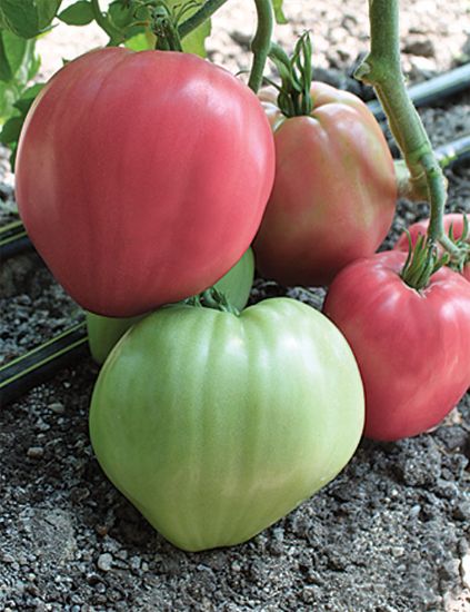 Poza cu Rasaduri de rosie inima de bou roz