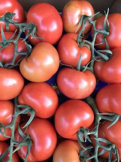 Poza cu Rasaduri de rosii Antalya F1 ( hibridul imbunatatit )