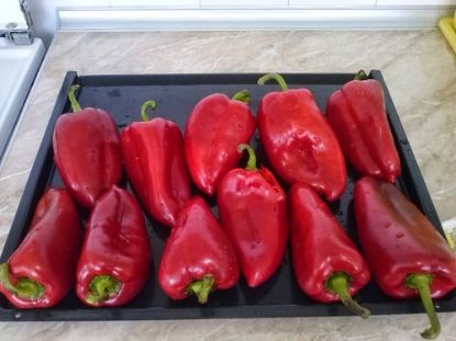 Rasaduri de Ardei Kapia  - ureche de elefant Slonovo Uvo