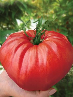 Poza cu Rasaduri de Rosii " Rosia bunicii "