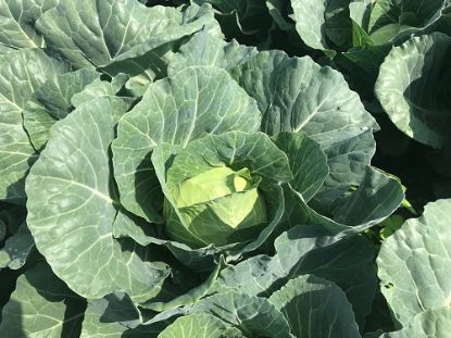 Rasaduri de Varza extratimpurie Jetma F1