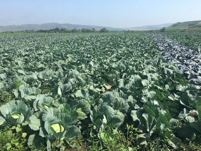 Rasaduri de Varza de toamna Beverly Hills F1, Caruso F1 si Supreme Queen F1