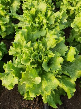 Rasaduri de Salata Verde Creata Fiyonk F1