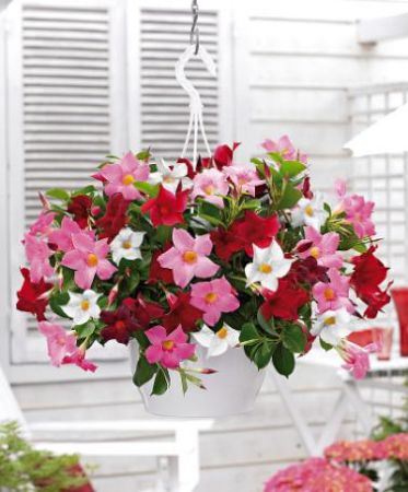 Poza pentru categoria Ghivece Suspendate