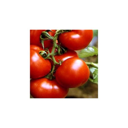 Poza pentru categoria Seminte de Rosii Alungite