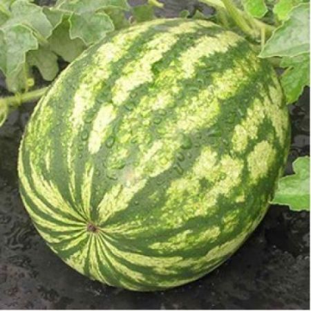 Poza pentru categoria Seminte de Pepeni verzi