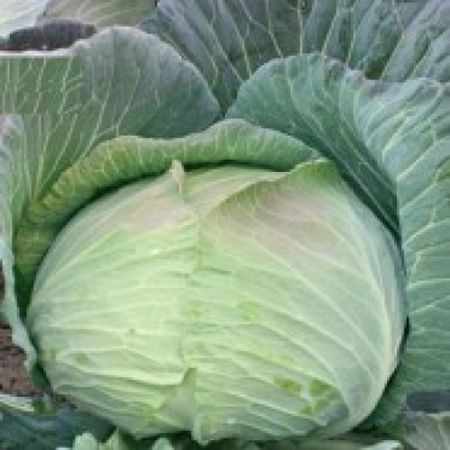 Poza pentru categoria Seminte de Varza