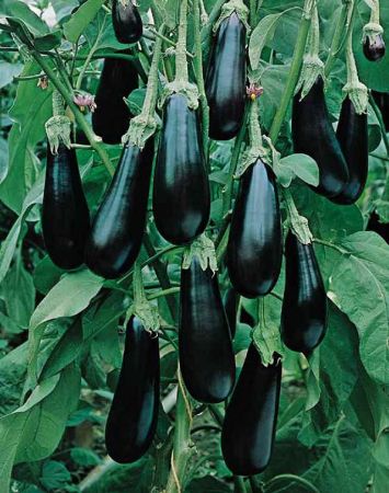 Poza pentru categoria Seminte de Vinete