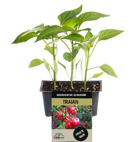 Poza pentru categoria Rasaduri de Ardei/Gogosari