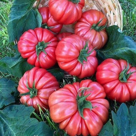 Poza pentru categoria Seminte de tomate roz