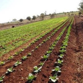 Poza pentru categoria Irigare prin picurare