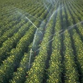 Poza pentru categoria Irigare prin Aspersie Fina 