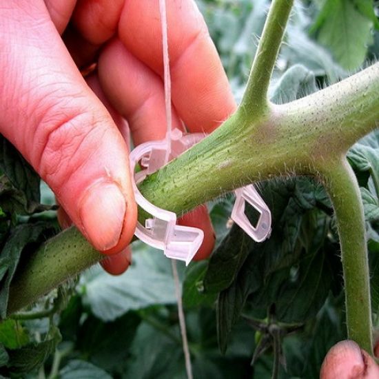 Poza cu Cleme Palisare