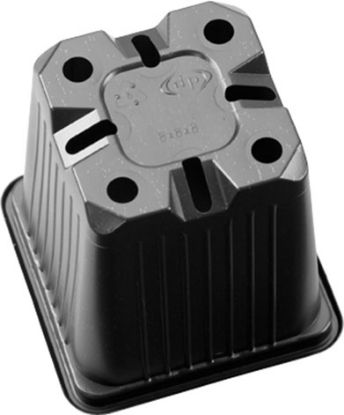 Pahar Rasad - 8 x 8 x 7