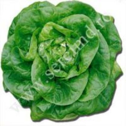 Poza cu Rasaduri de Salata Verde Shangore F1