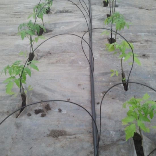 Poza cu Irigare prin tub capilar