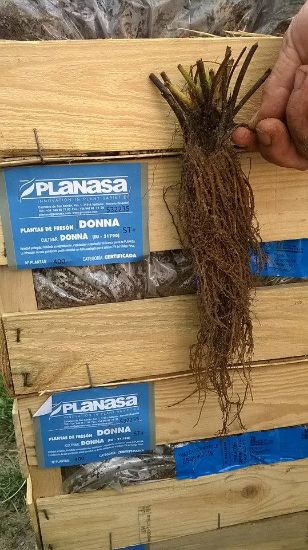 Poza cu Stoloni de caspuni