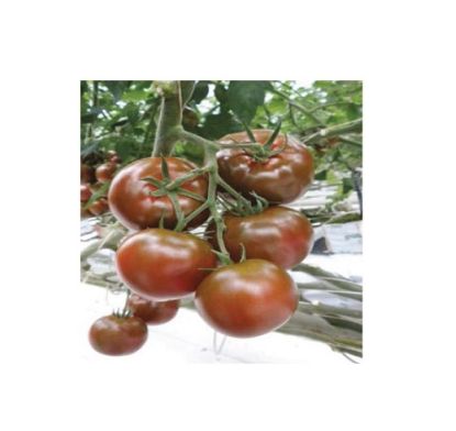 Seminte de rosii Sacher F1