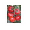 Poza cu Seminte de rosii Gonul F1