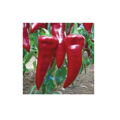 Poza cu Seminte de ardei kapia Reddington (Armageddon) F1
