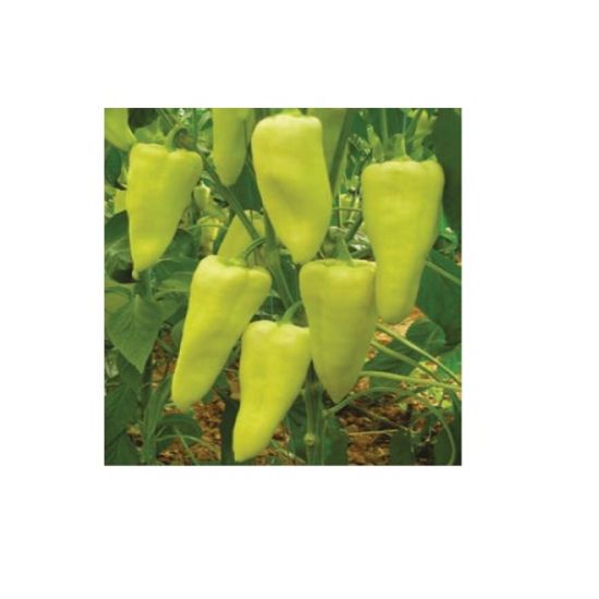 Poza cu Seminte de ardei gras Elmas F1