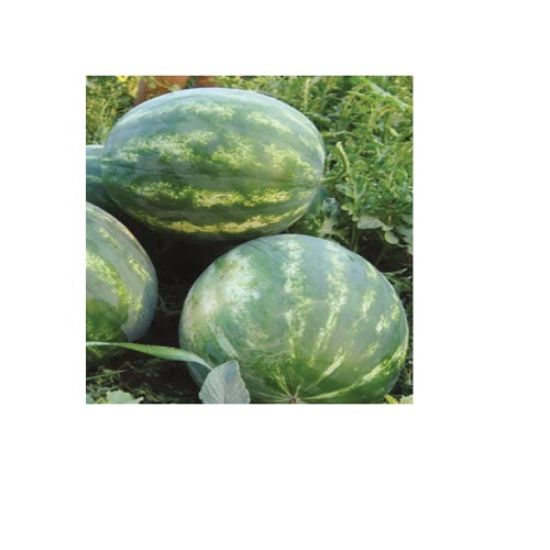 Poza cu Seminte de pepeni verzi Seker F1