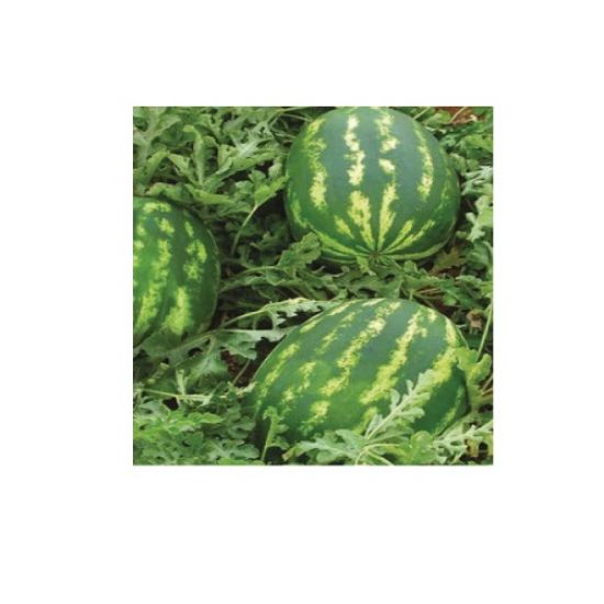 Poza cu Seminte de pepeni verzi Demre F1