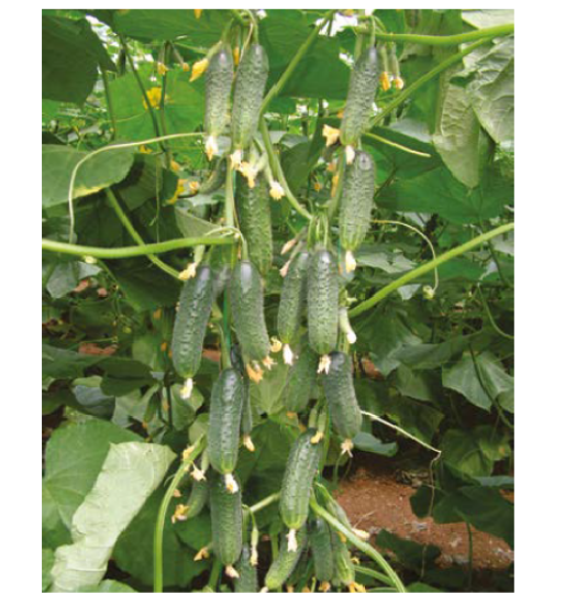 Poza cu Rasaduri de Castraveti Capricorn F1