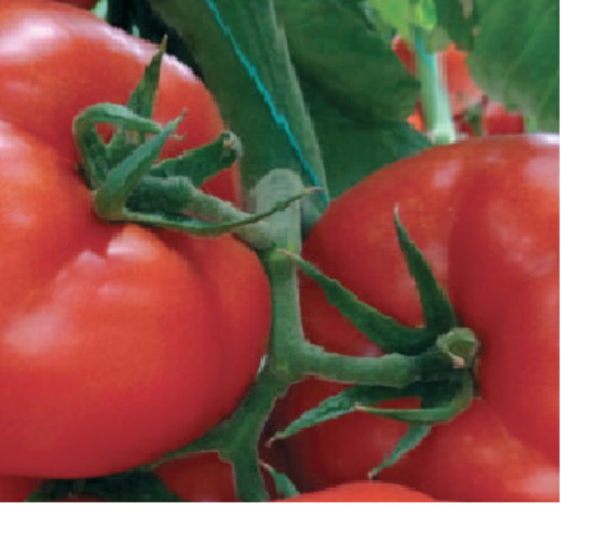 Poza cu Rasaduri de rosii Eurasia (Asia) F1