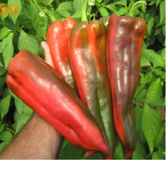 Poza cu Rasaduri de Ardei Kapia Kaptur F1