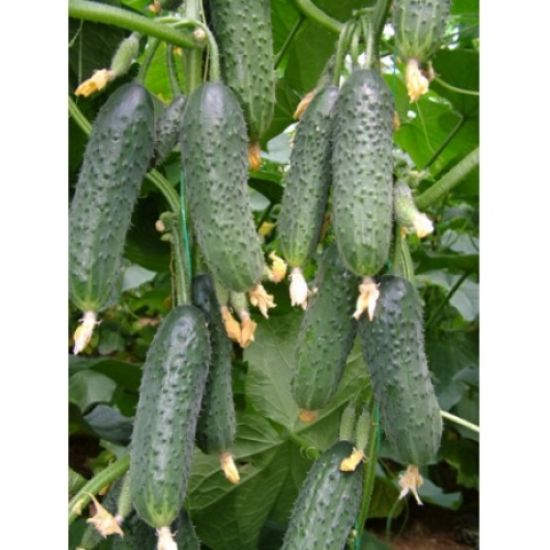 Poza cu Rasaduri de Castraveti Capricorn F1