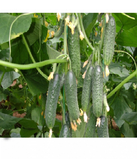 Poza cu Rasaduri de Castraveti Capricorn F1