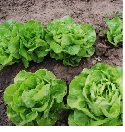 Poza cu Rasaduri de Salata Verde Shangore F1