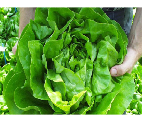 Poza cu Rasaduri de Salata Verde Shangore F1