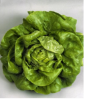 Poza cu Rasaduri de Salata Verde Shangore F1