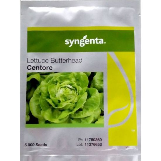 Poza cu Rasaduri de Salata Verde Shangore F1