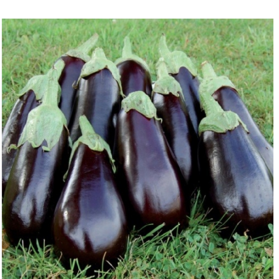 Poza cu Rasaduri de Vinete Aragon F1