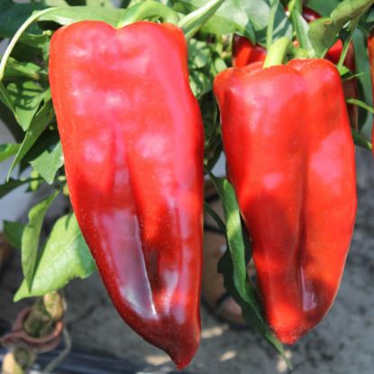 Poza cu Rasaduri de Ardei rosu lung Napoca F1