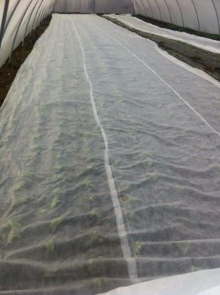 Poza cu Folie Microporoasa Antiinghet Agril 19 gr/mp