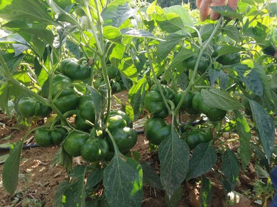 Poza cu Seminte de gogosar Mercury F1