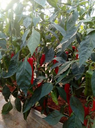 Seminte de ardei kapia Reddington (Armageddon) F1