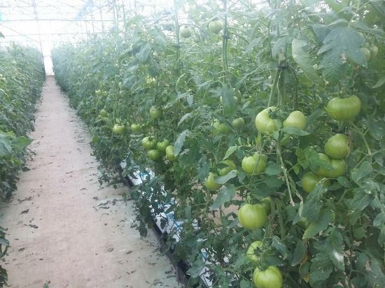 Poza cu Rasaduri de Rosii roz Gusto Pink F1 ( varianta imbunatatita Pink Rock )