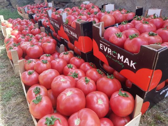 Poza cu Rasaduri de Rosii roz Gusto Pink F1 ( varianta imbunatatita Pink Rock )