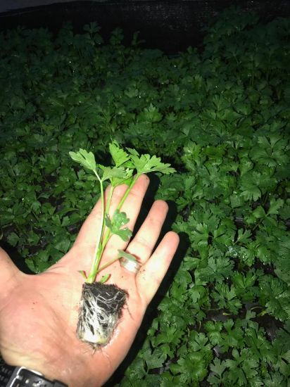 Poza cu Rasaduri de telina Prinz F1