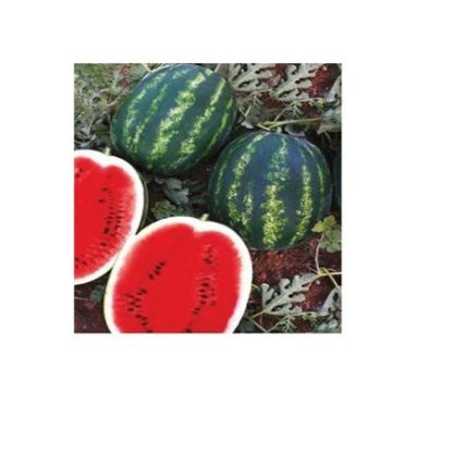 Poza cu Seminte de pepeni verzi Melia F1