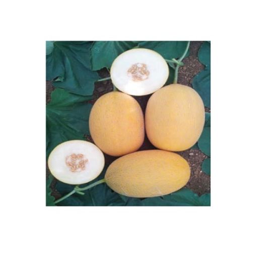 Poza cu Seminte de pepeni galbeni Galina F1