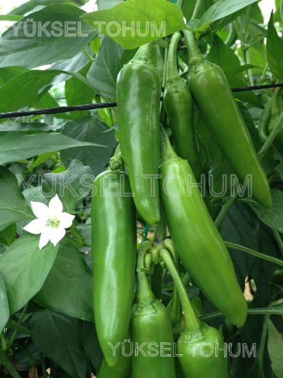 Poza cu Seminte de ardei iute Barut F1